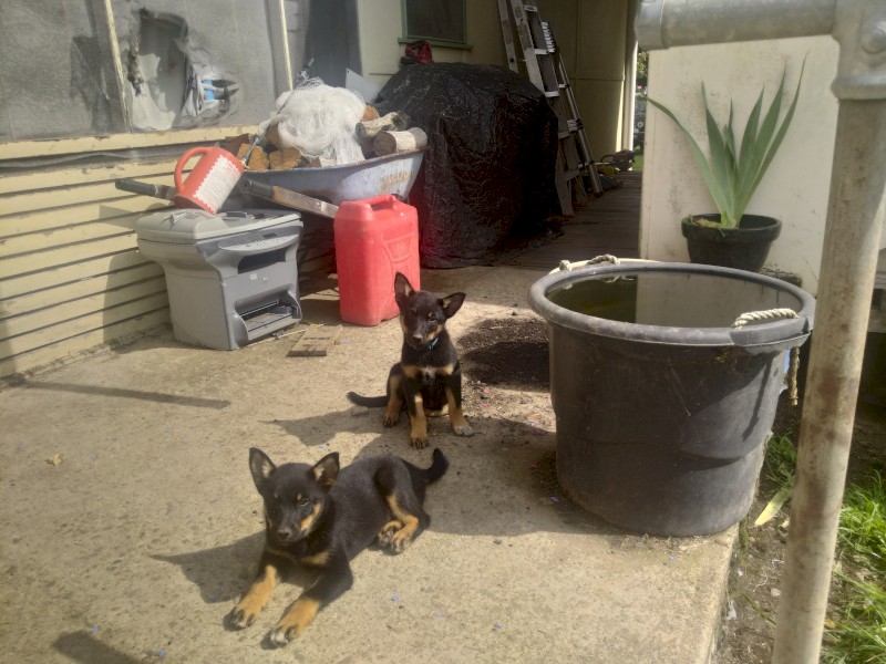 Kelpie pups