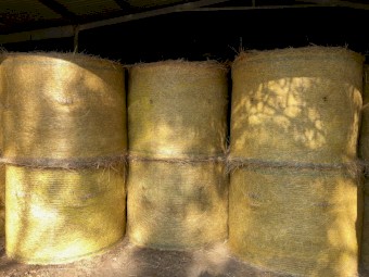 100 x Pasture Hay 5x4 Round Bales