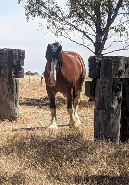 Clydesdale X Shire