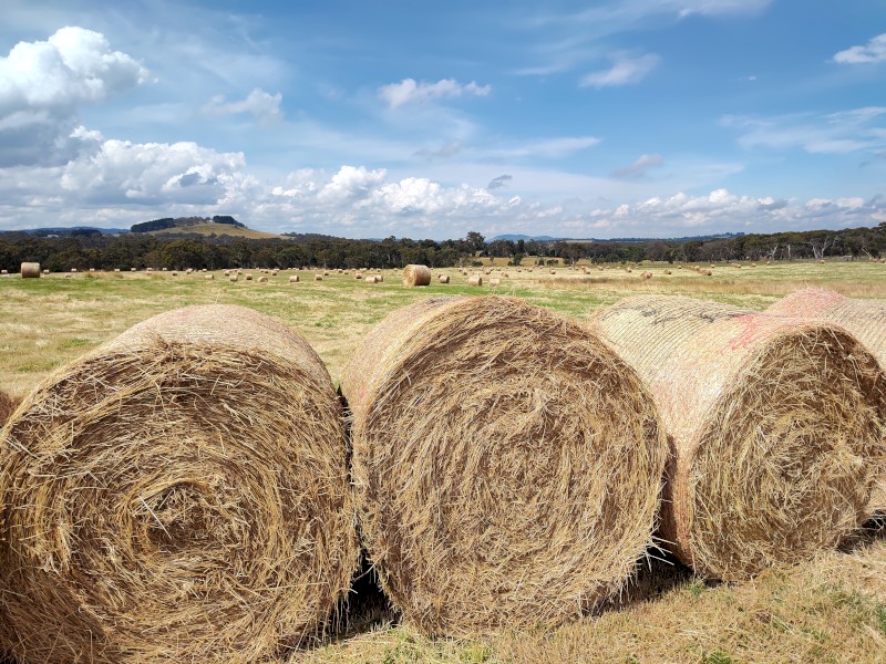 New Season Grass Hay 5x4'