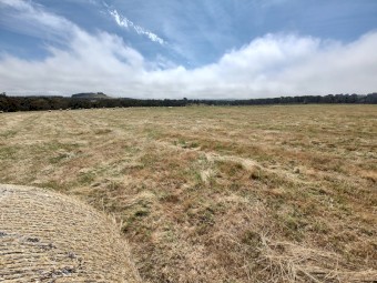 New Season Grass Hay 5x4'