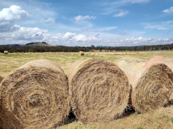 New Season Grass Hay 5x4'