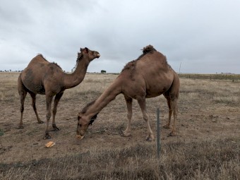 2 X bonded camels 