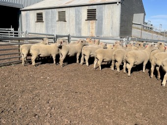 Southdown Rams 