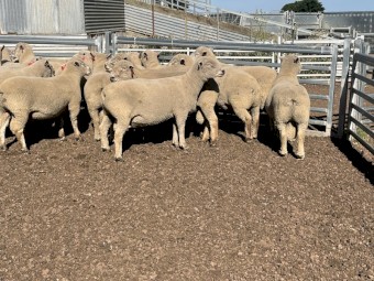 Southdown Rams 