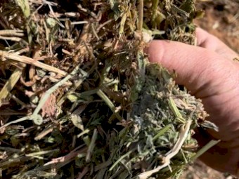 Vetch Hay 8x4x3 Bales