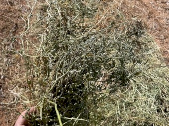 Vetch Hay 8x4x3 Bales