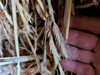  Barley Hay 8x4x3 Bales