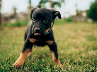 Purebred Kelpie Pups