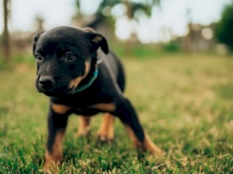 Purebred Kelpie Pups