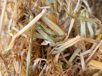  Barley Hay 8x4x3 Bales
