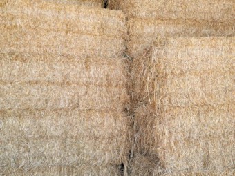  Barley Hay 8x4x3 Bales