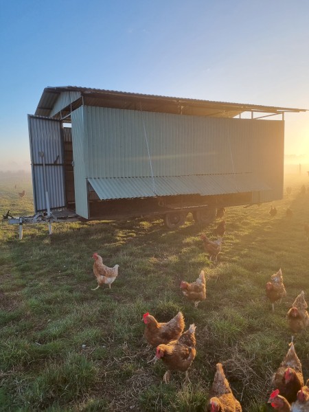 Mobile Chicken Caravan