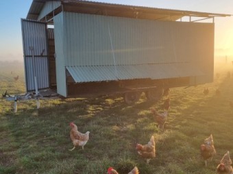 Mobile Chicken Caravan