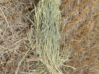 2023 Oaten Hay 8 x 4 x 3 Square Bales