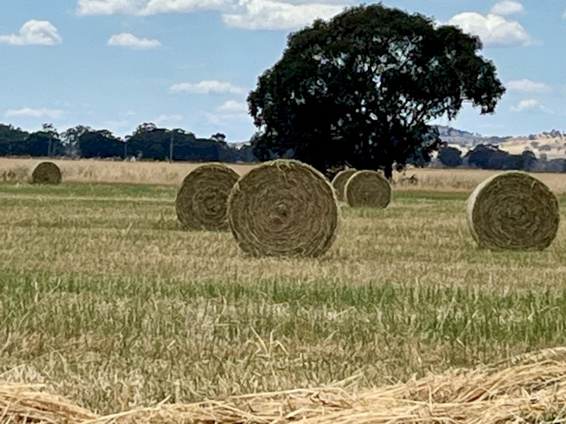 Oaten Hay 5 x 4 Rolls