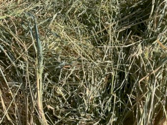 Oaten Hay 5 x 4 Rolls