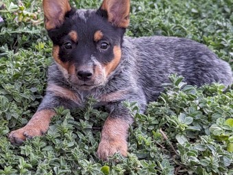 Blue heeler best sale puppy price