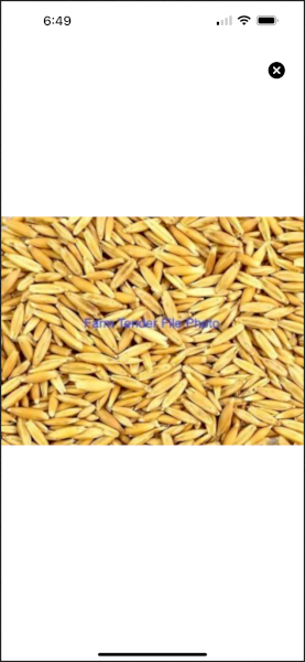 20mt Matika Oats