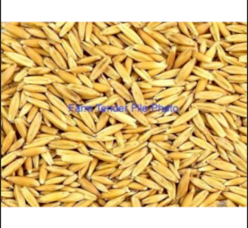 20mt Matika Oats