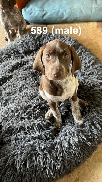 Purebred German shorthaired pointer pups