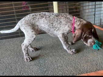 Purebred German shorthaired pointer pups