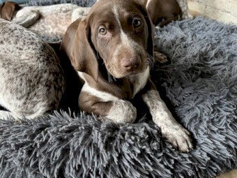 Purebred German shorthaired pointer pups