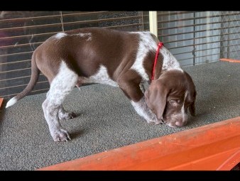 Purebred German shorthaired pointer pups