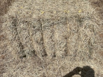 78mt Vetch/Rye Hay 580kg 8x4x3 Bales