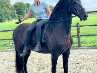 friendly horse needs a home 