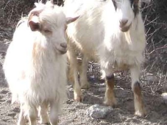 healthy cashmere goats for sale 