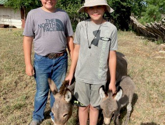 healthy miniature donkeys available 