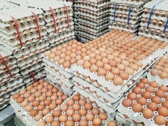 fresh poultry  eggs ,chickens and chicks for sale 