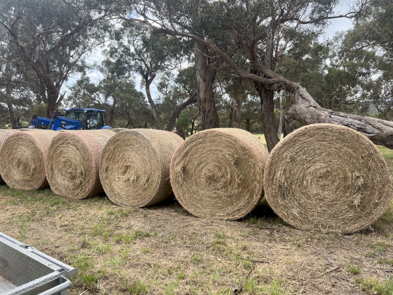 Round bales of excellent low sugar hay