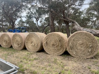 Round bales of excellent low sugar hay