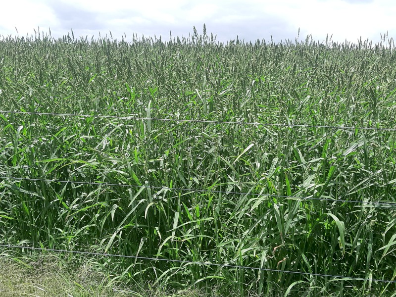 Millet Hay Farm Tender