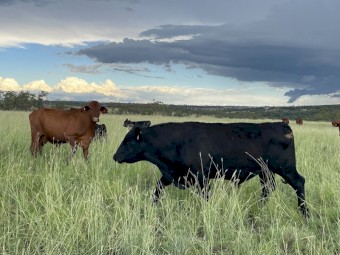 Angus bulls