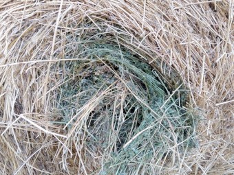 2nd cut Lucerne rolls 