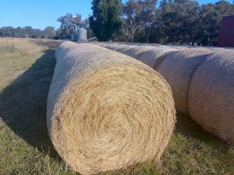 2nd cut Lucerne rolls 