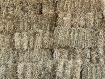 Small Squares Pasture Hay 