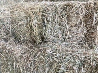 Small Squares Pasture Hay 