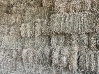 Small Squares Pasture Hay 