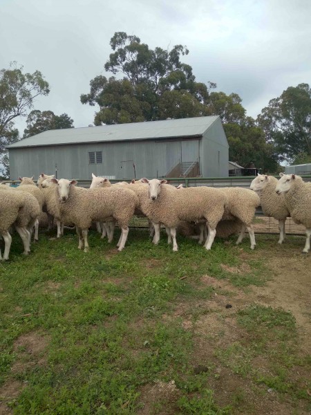 BorderLeicester Rams