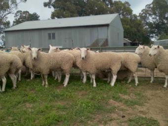 BorderLeicester Rams