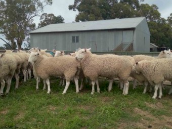 BorderLeicester Rams