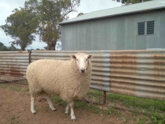 Border Leicester Rams