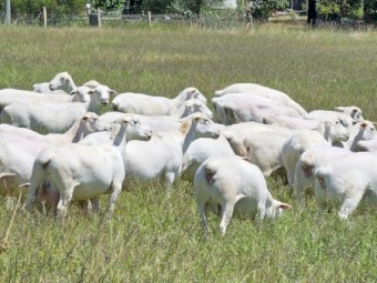 30 white dorper ewes and 3 lambs