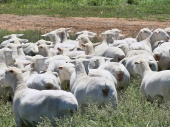 30 white dorper ewes and 3 lambs