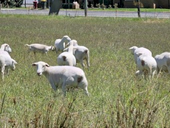 30 white dorper ewes and 3 lambs