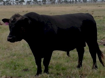 Pure Black Speckle Park Bull